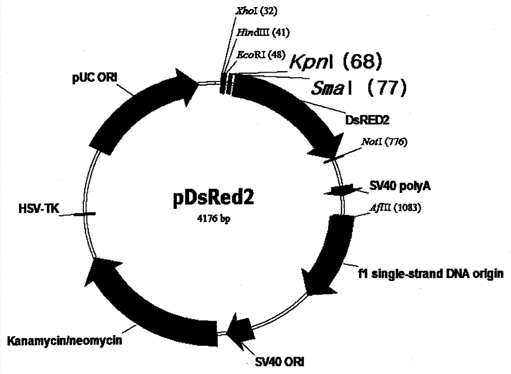 A bicistronic co-expression gene transfer body and its preparation method