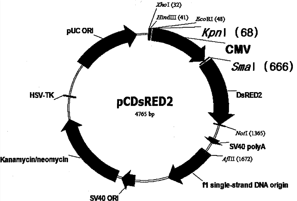 A bicistronic co-expression gene transfer body and its preparation method