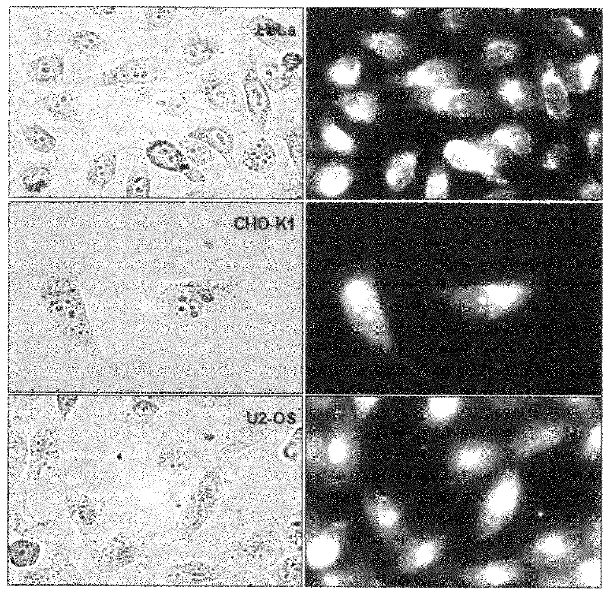 Fluorochromes for organelle tracing and multi-color imaging