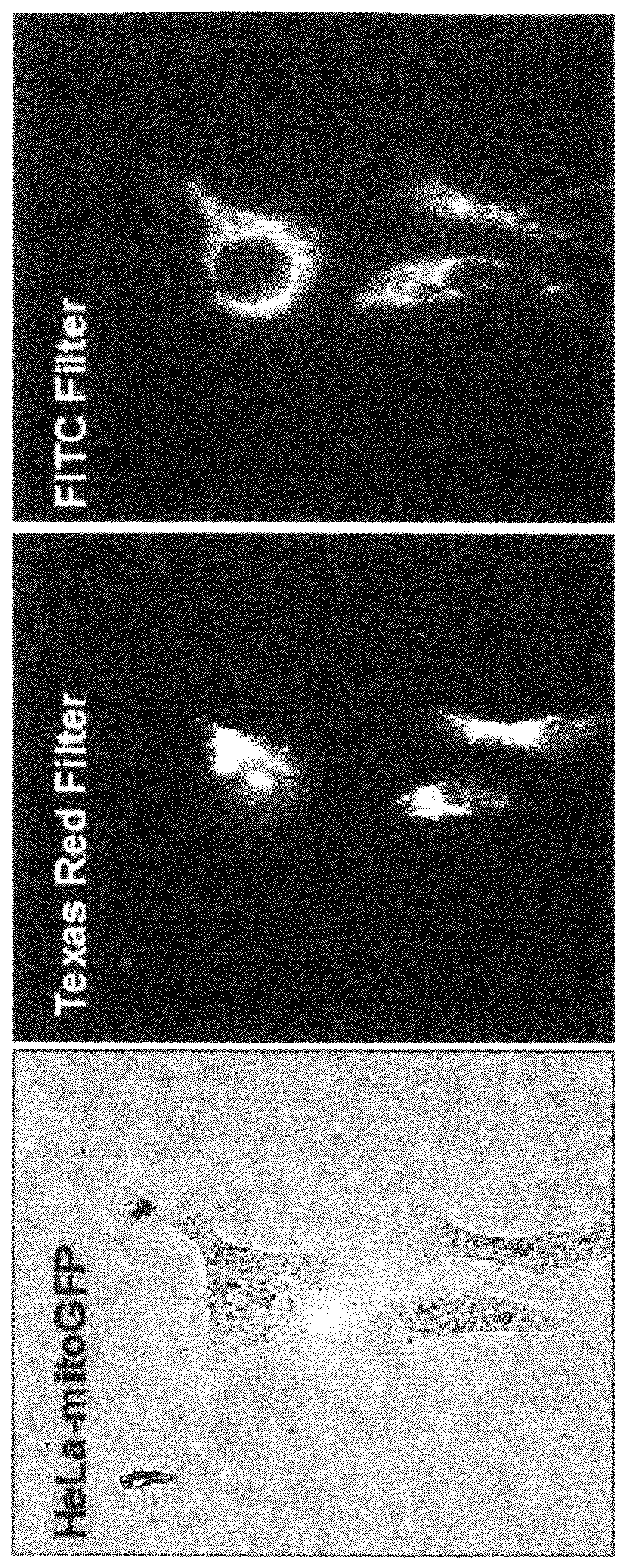 Fluorochromes for organelle tracing and multi-color imaging