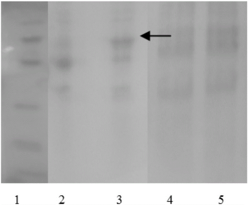 Tumor antigen protein and tumor vaccine