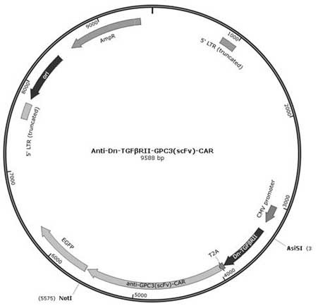 CAR-T cell for overcoming TGF-beta immunosuppression for solid tumor