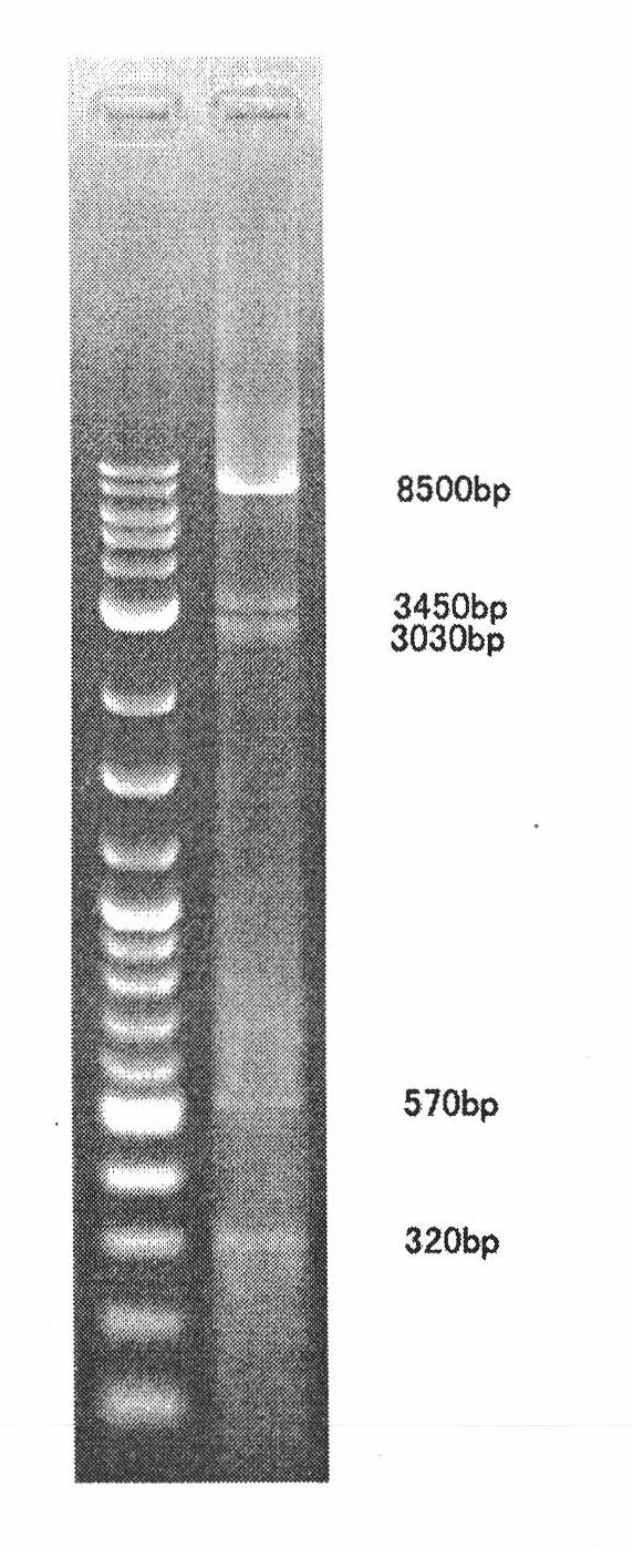 Liquid submerged fermentation culture method for hericium erinaceus