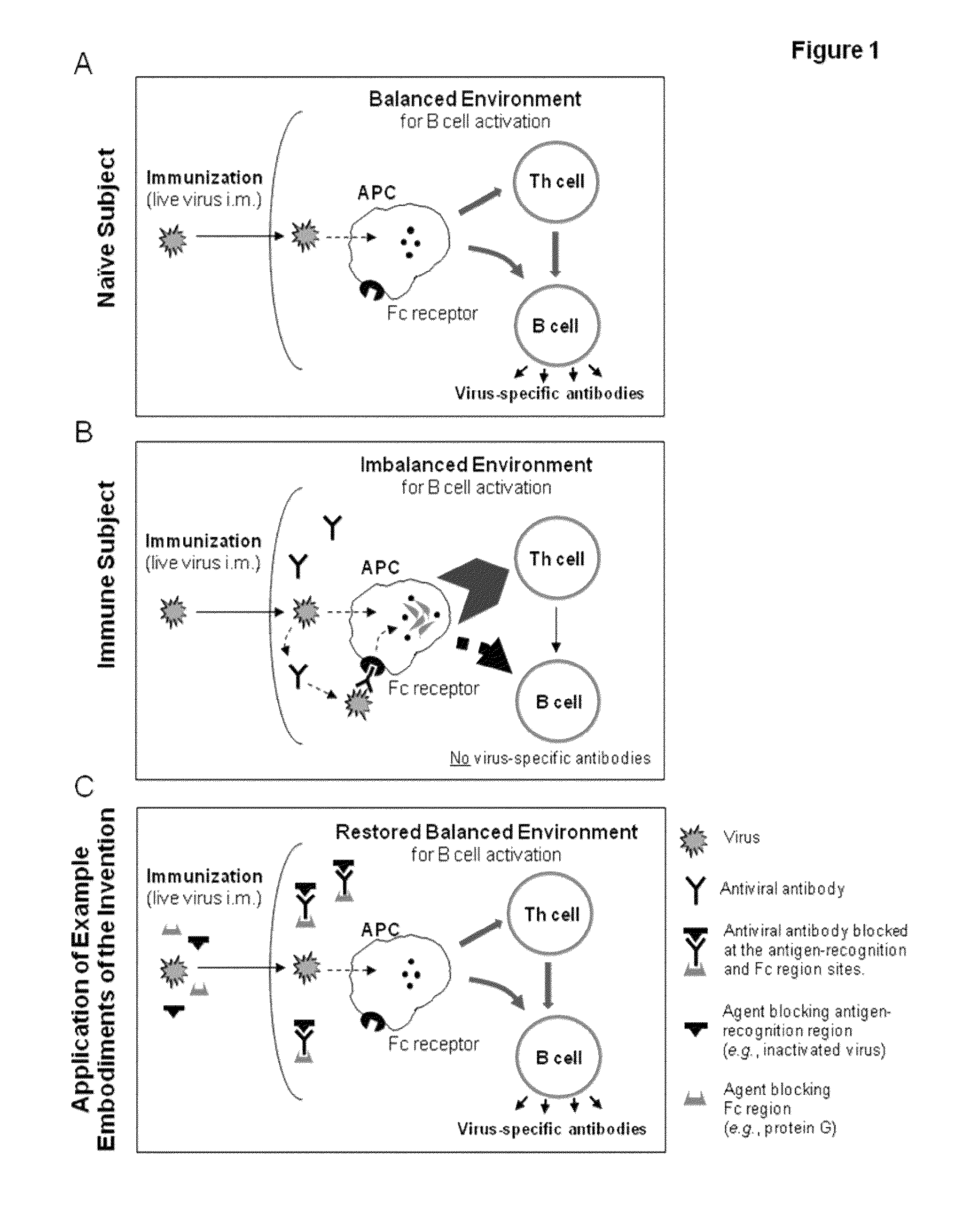 Vaccination by circumventing preexistent immunity