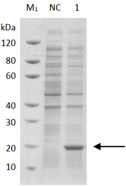 Talaromyces marneffei mannan protein and application of talaromyces marneffei mannan protein in preparation of talaromyces marneffei antibody detection kit