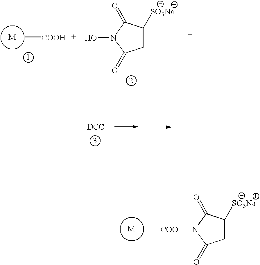 N-terminal and C-terminal markers in nascent proteins