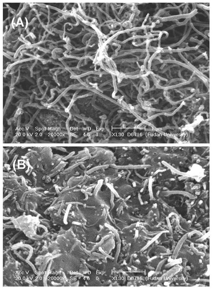 Carbon nanotube epoxy resin composite material electrode and preparation method and application thereof