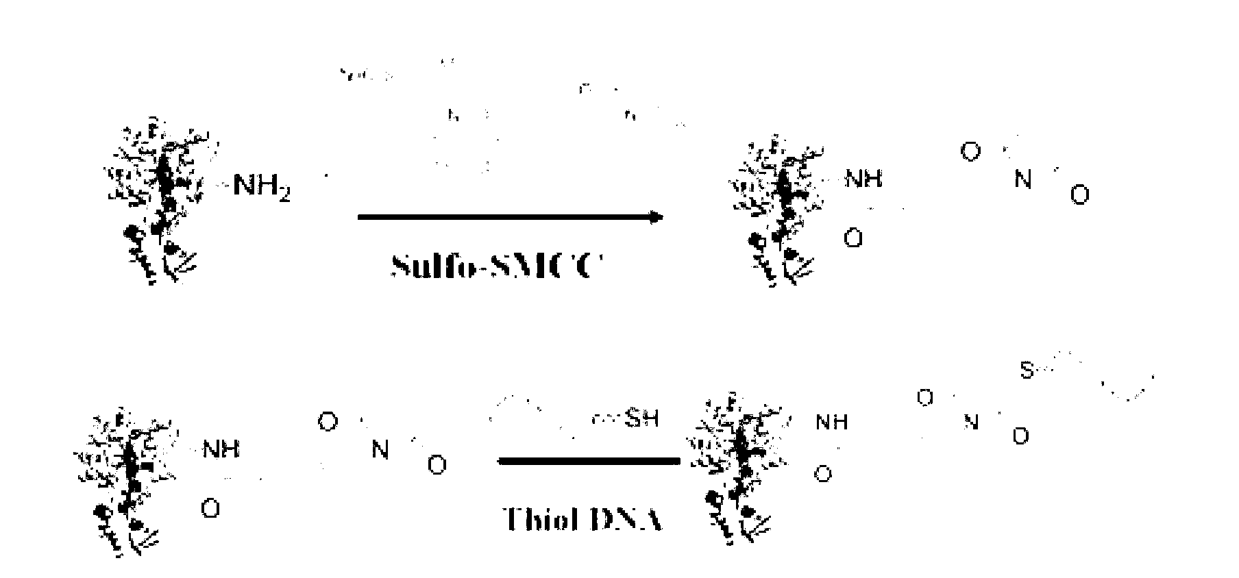 Sucrose-DNA compound, its preparation method, related kit and method for detecting different HBV types by cooperating with glucometer