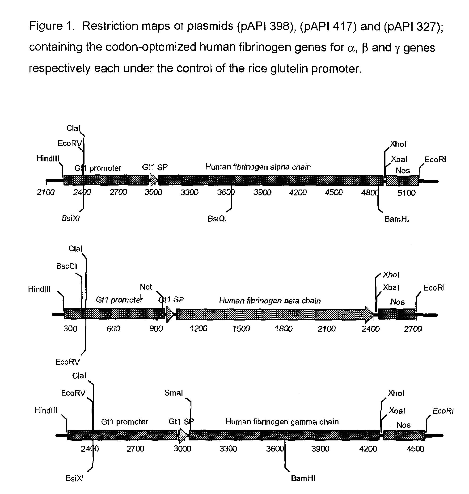 Expression of human serum albumin (HSA) in monocot seeds