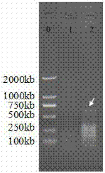 Sugarcane flowering regulator protein ScFT-2 and encoding gene thereof