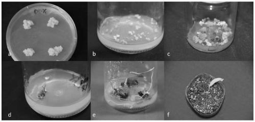 Regeneration method of 'Da-ding-xiang' litchi variety in vitro