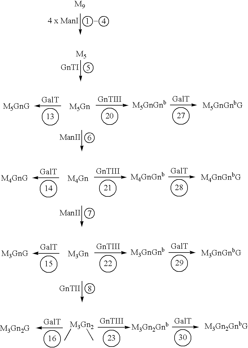 Gntiii expression in plants