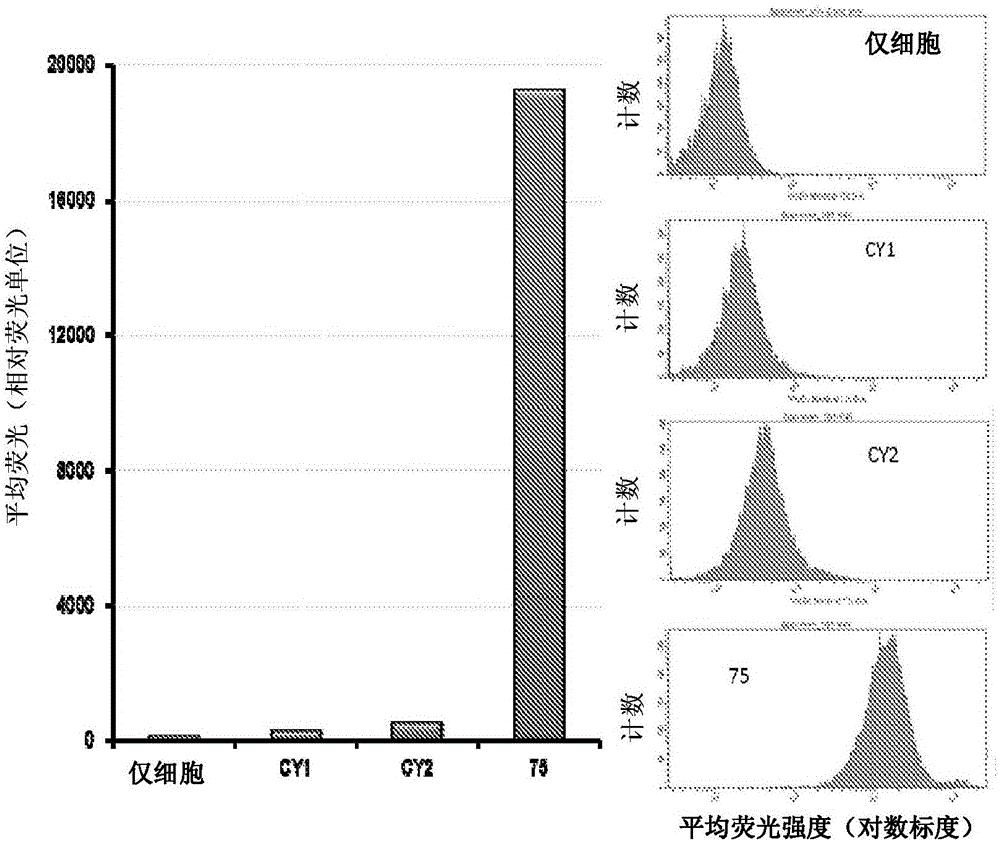 Substituted silaxanthenium red to near-infrared fluorochromes for in vitro and in vivo imaging and detection