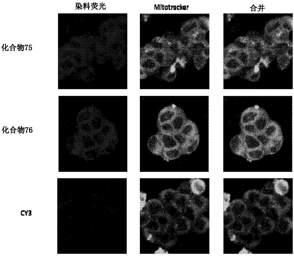 Substituted silaxanthenium red to near-infrared fluorochromes for in vitro and in vivo imaging and detection