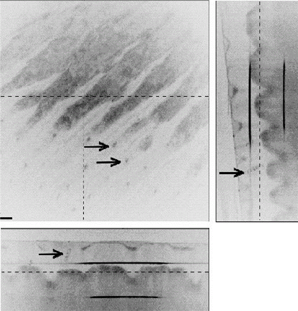 3D Imaging Method for Scattering Samples