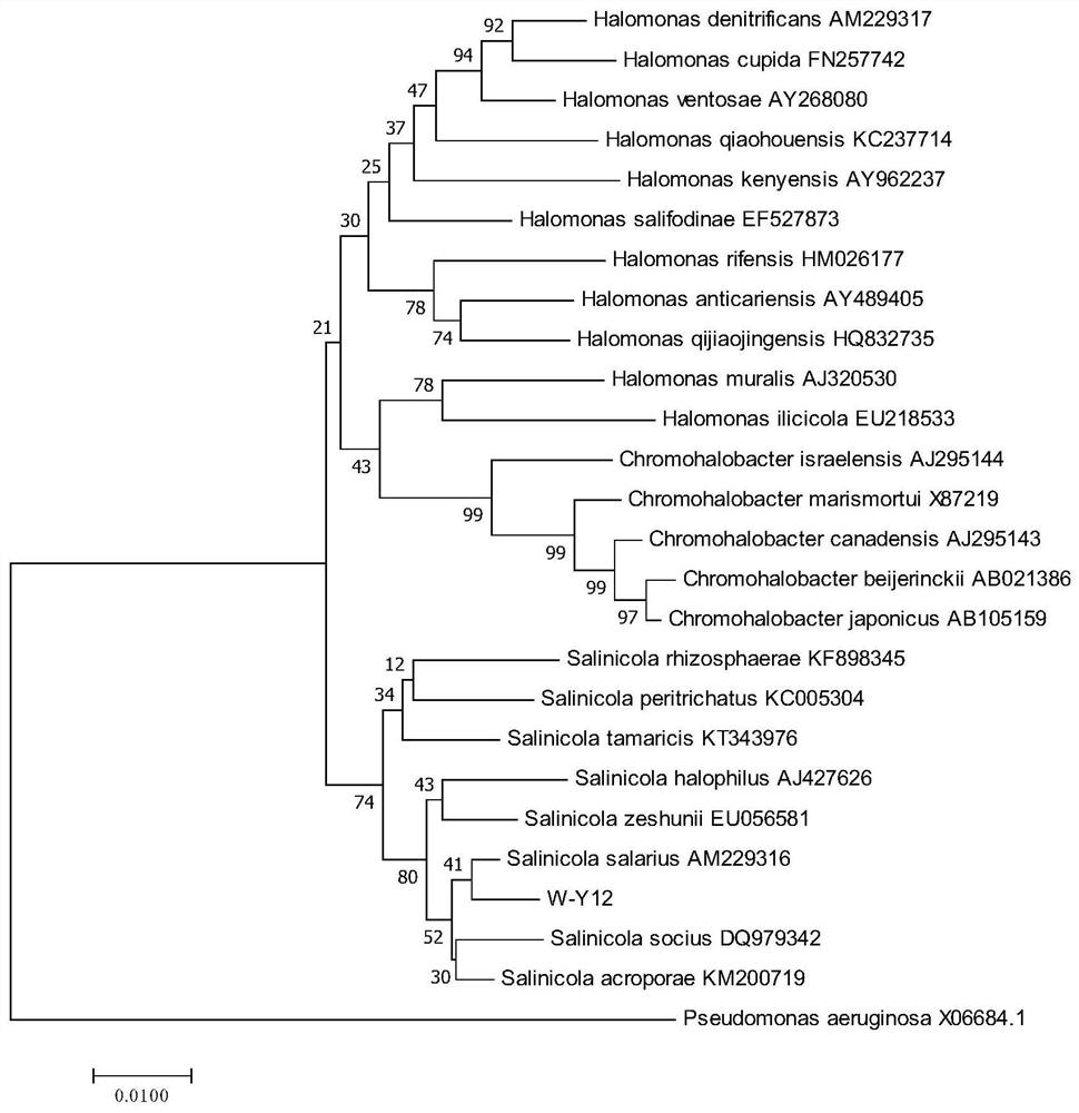 A halophilic halobacteria w-y12 and its application