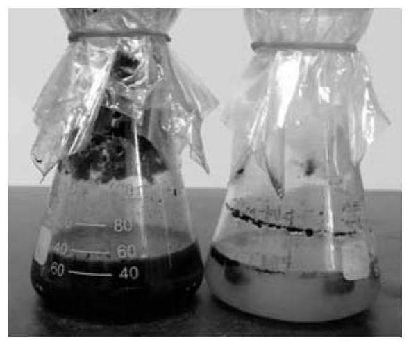 A halophilic halobacteria w-y12 and its application