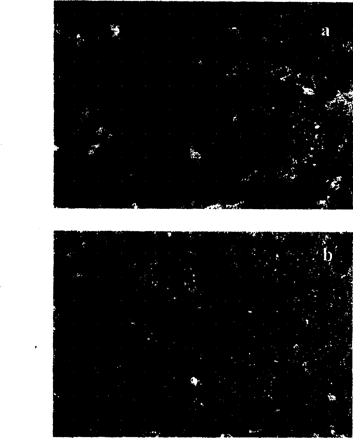 Method for improving emission property of deposited carbon nano-tube thin film electronic field by electrophorisis method