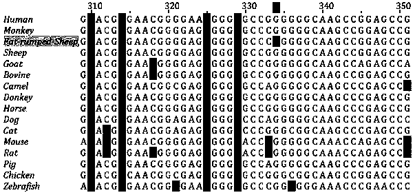 A molecular marker associated with the "tailless" phenotype of Chinese fat-rump sheep and its application