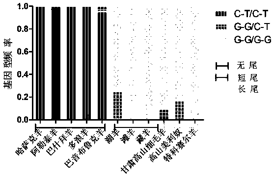 A molecular marker associated with the "tailless" phenotype of Chinese fat-rump sheep and its application