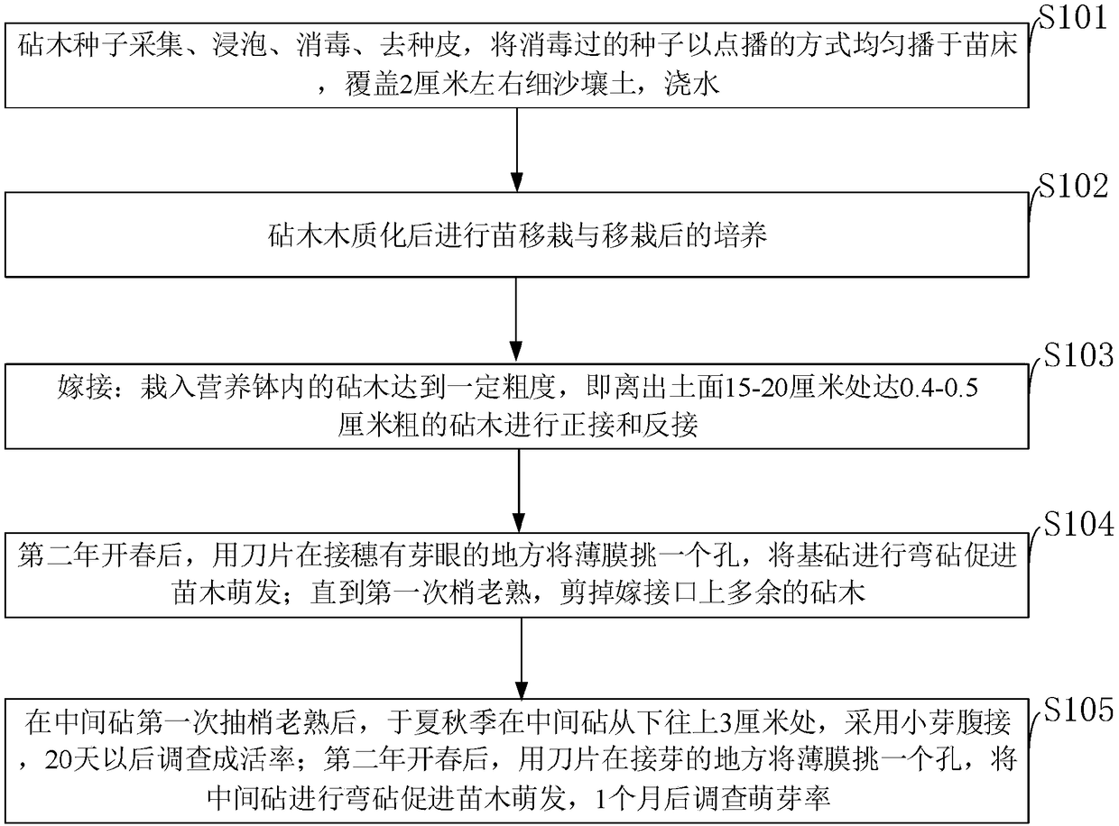 Orange grafting method