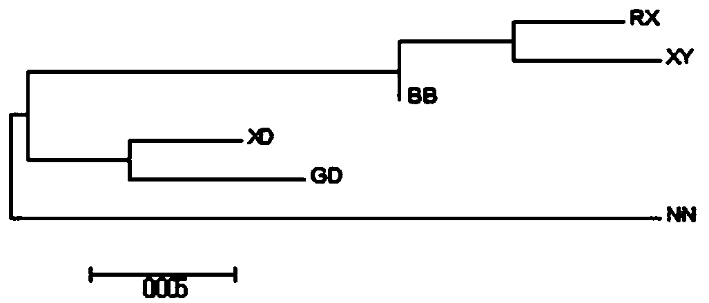 Screening method of chicken breeding materials