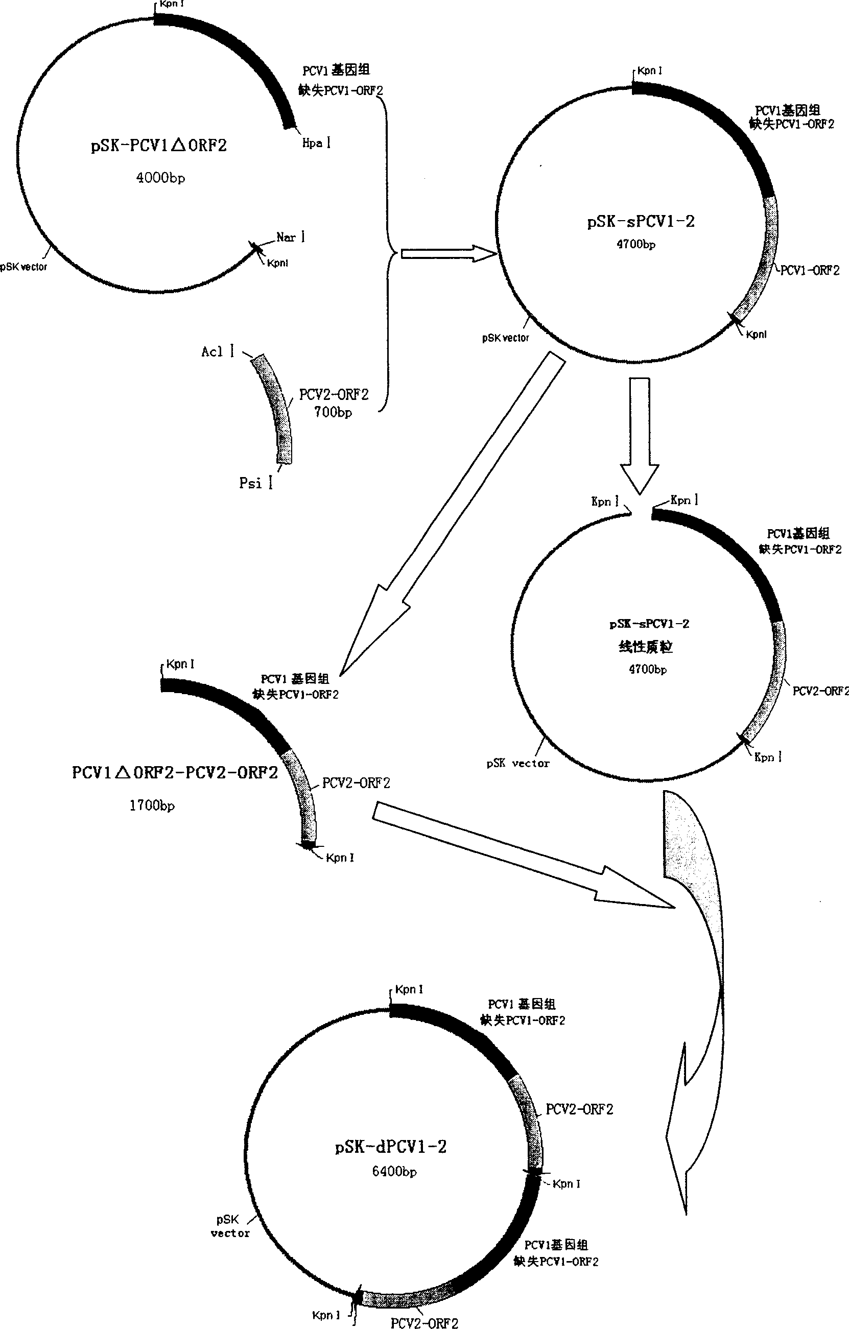 Mosaic type swine circular ring virus PCV 1.2 and its construction method use