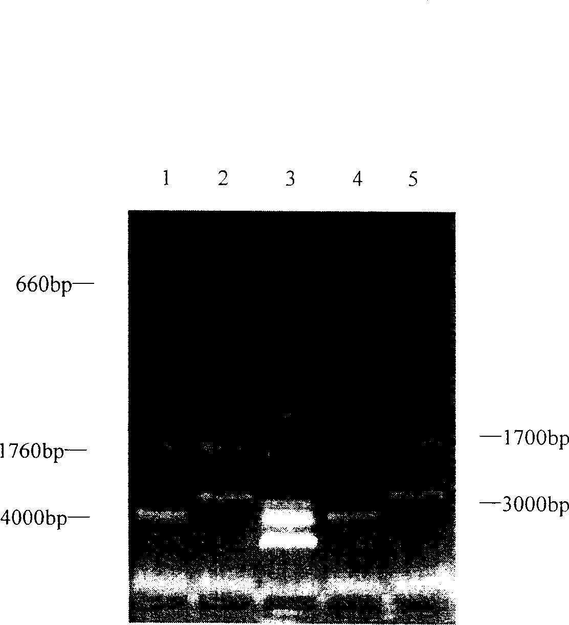 Mosaic type swine circular ring virus PCV 1.2 and its construction method use