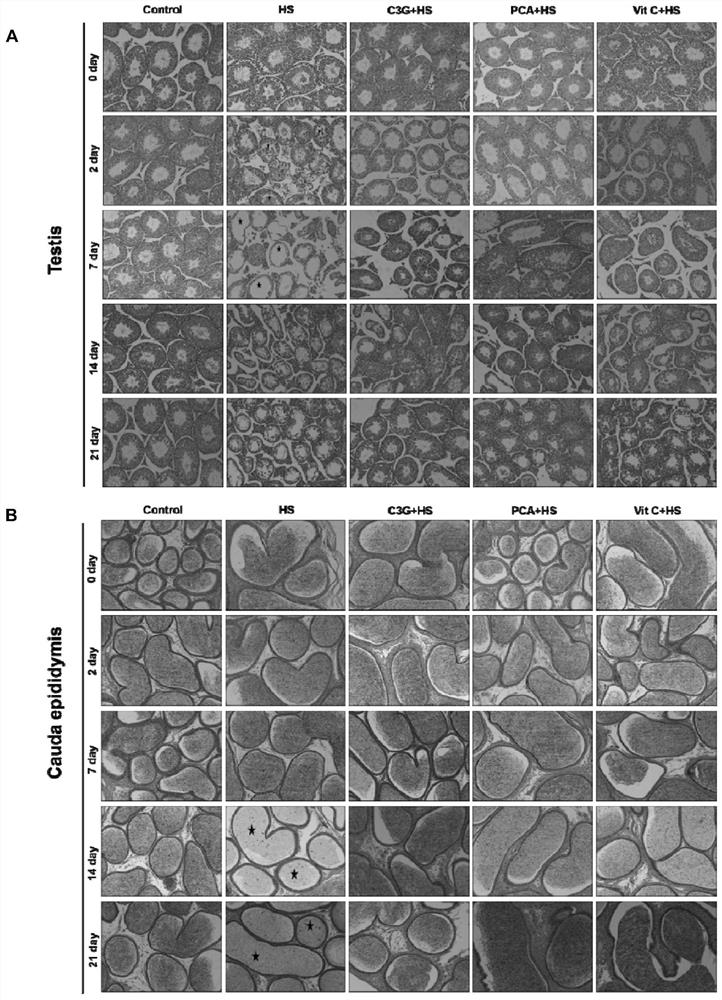 Use of cyanidin-3-O-glucoside and/or protocatechuic acid in improving heat tolerance of testis