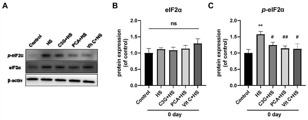 Use of cyanidin-3-O-glucoside and/or protocatechuic acid in improving heat tolerance of testis