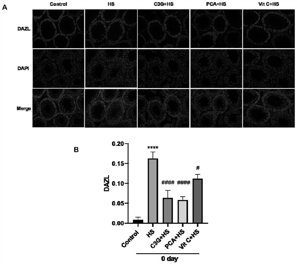 Use of cyanidin-3-O-glucoside and/or protocatechuic acid in improving heat tolerance of testis