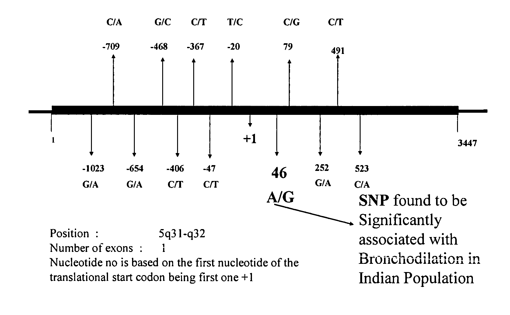 Method of detecting and predicting bronchodilatory response to beta agonist