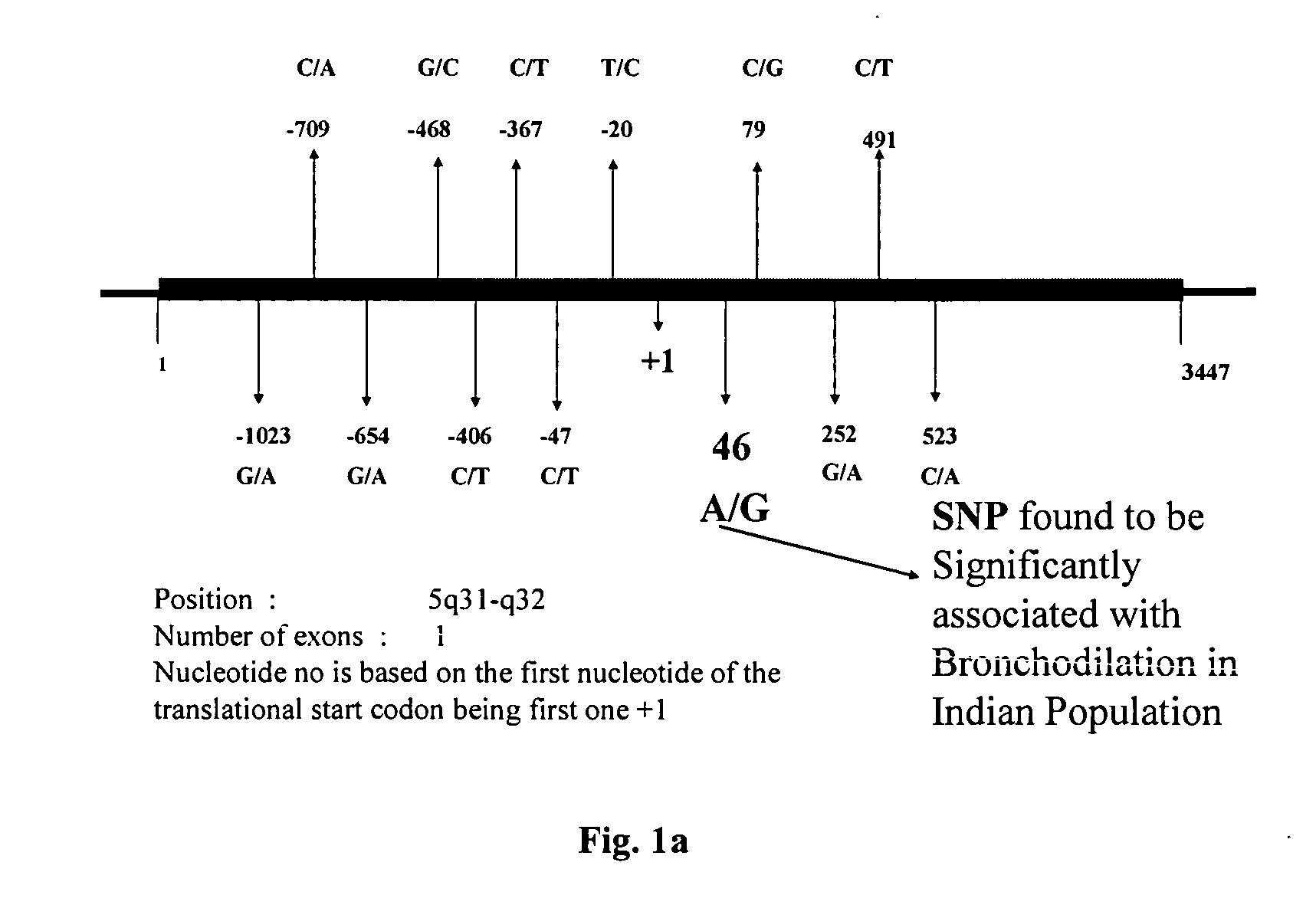 Method of detecting and predicting bronchodilatory response to beta agonist