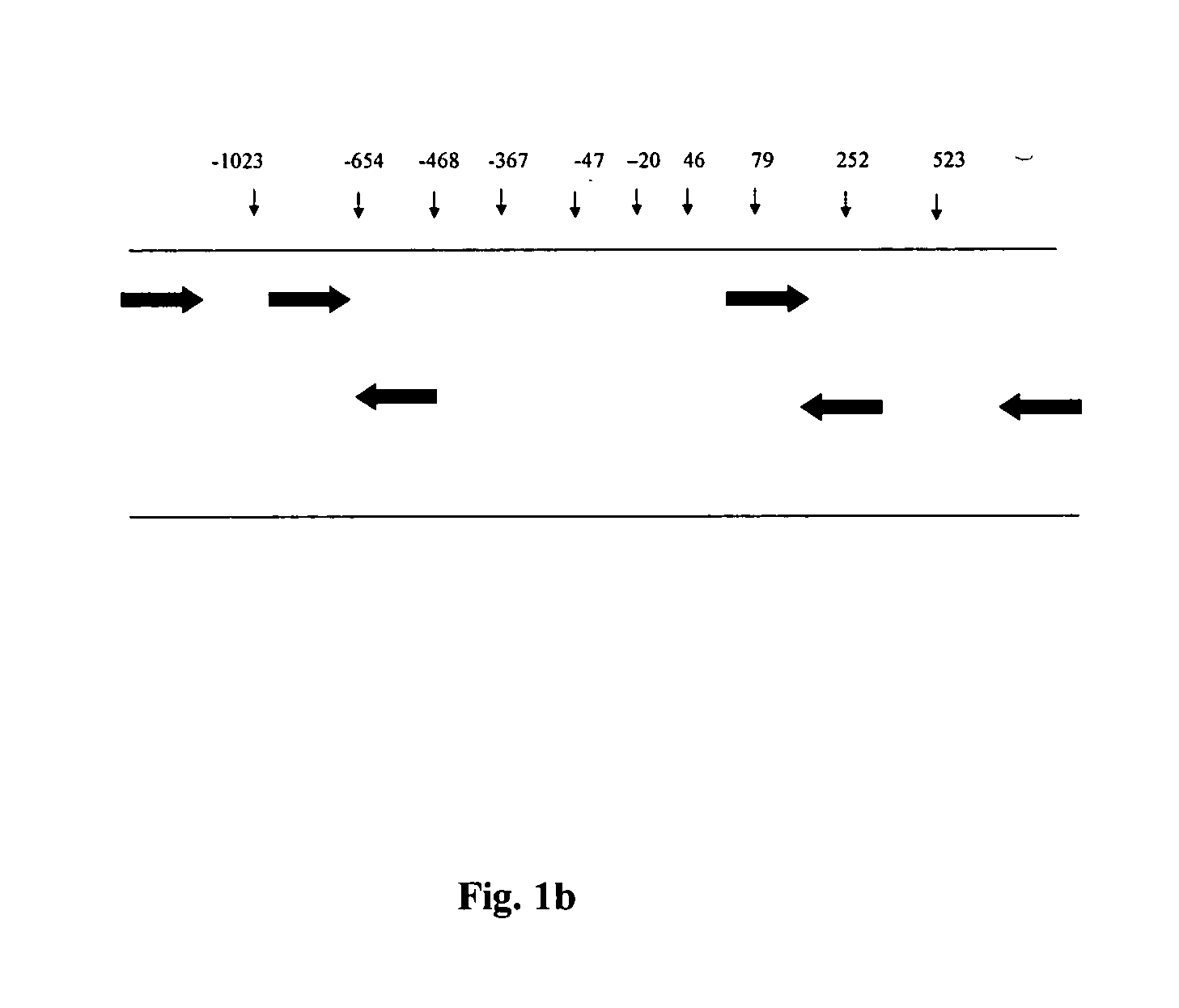 Method of detecting and predicting bronchodilatory response to beta agonist