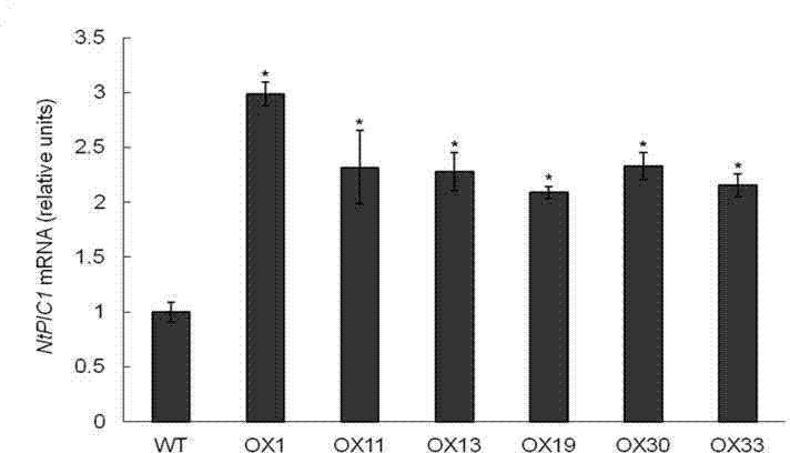 Chloroplast iron transporter gene NtPIC1 and application thereof