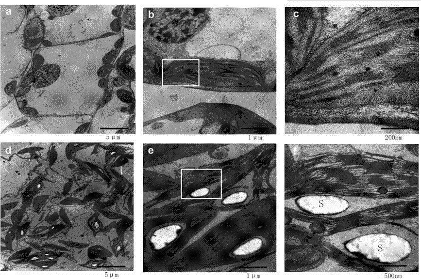 Chloroplast iron transporter gene NtPIC1 and application thereof