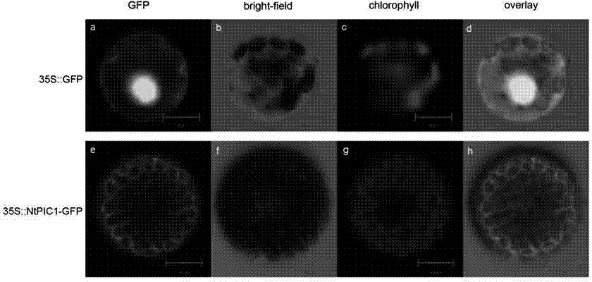 Chloroplast iron transporter gene NtPIC1 and application thereof