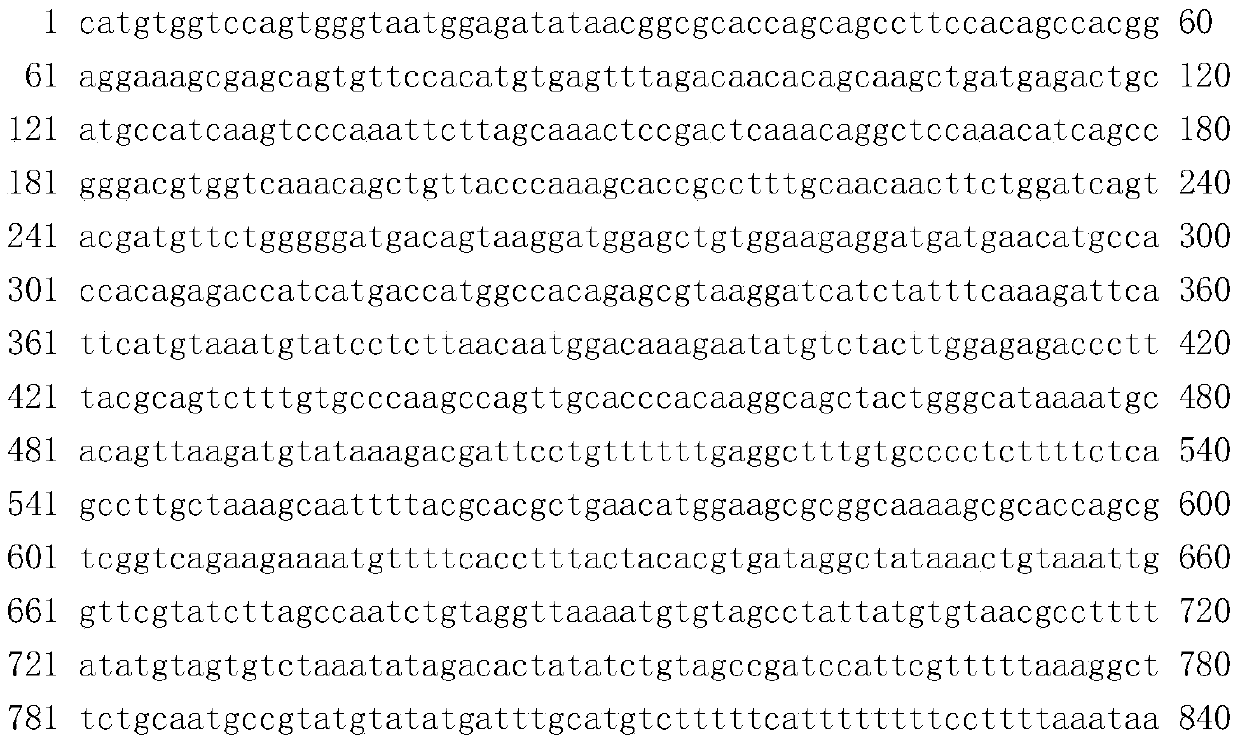 Molecular breeding method for thickening intermuscular thorns of erythroculter ilishaeformis and megalobrama amblycephala