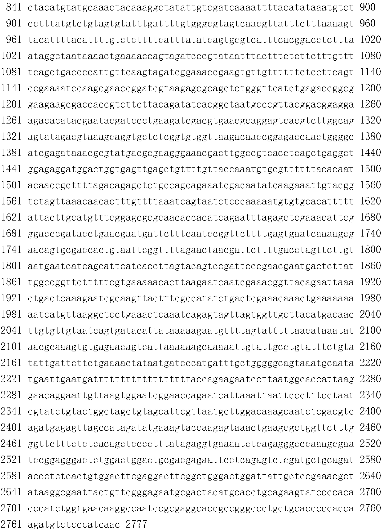 Molecular breeding method for thickening intermuscular thorns of erythroculter ilishaeformis and megalobrama amblycephala