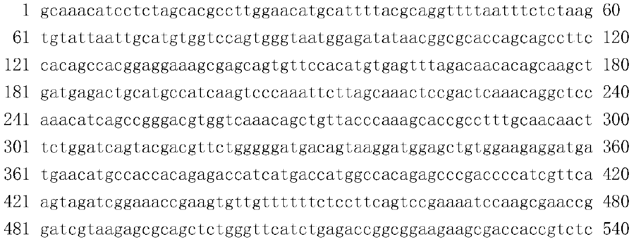 Molecular breeding method for thickening intermuscular thorns of erythroculter ilishaeformis and megalobrama amblycephala