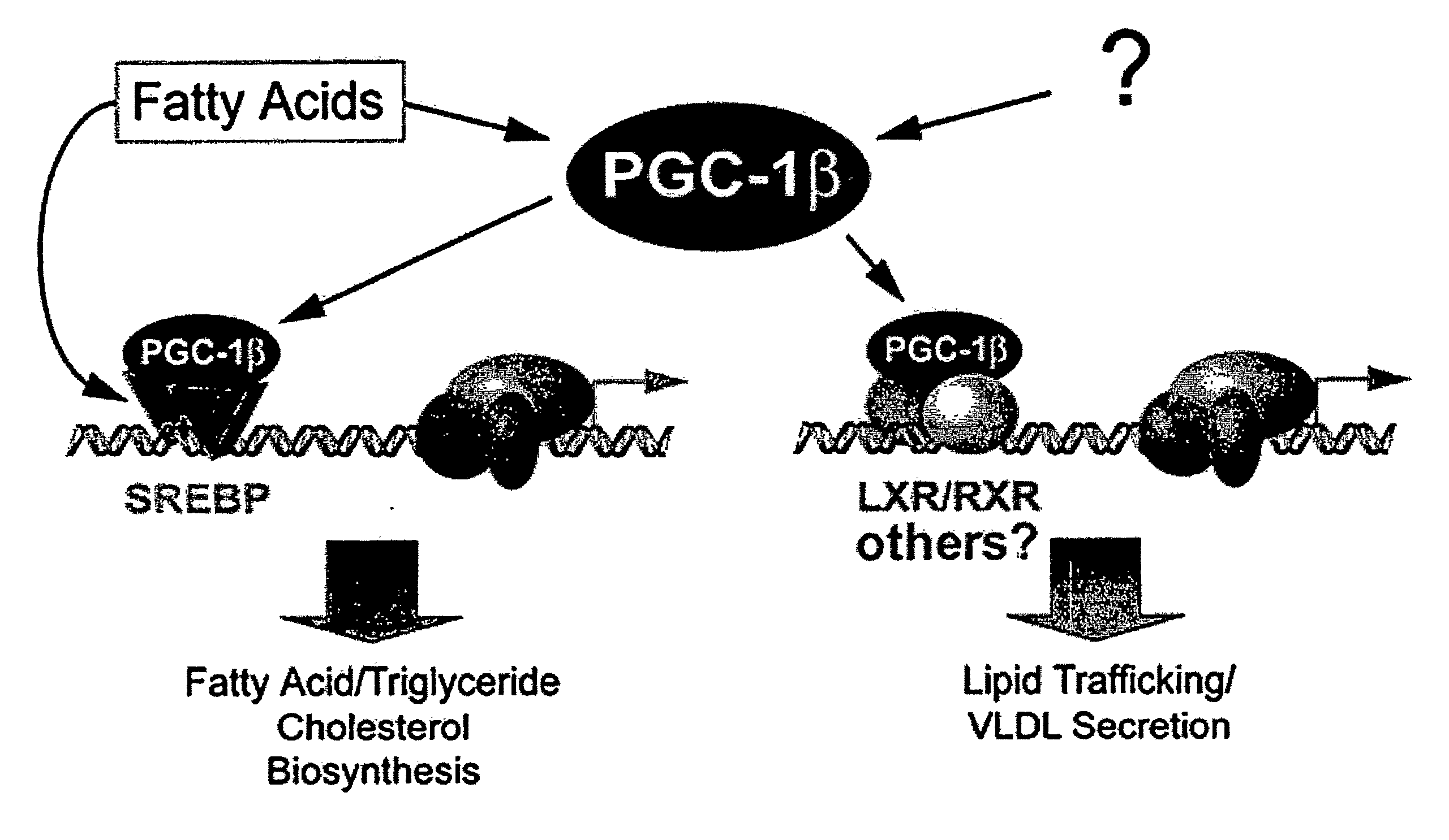 Compositions and Methods For Modulating Pgc-1Beta to Treat Lipid-Related Diseases and Disorders