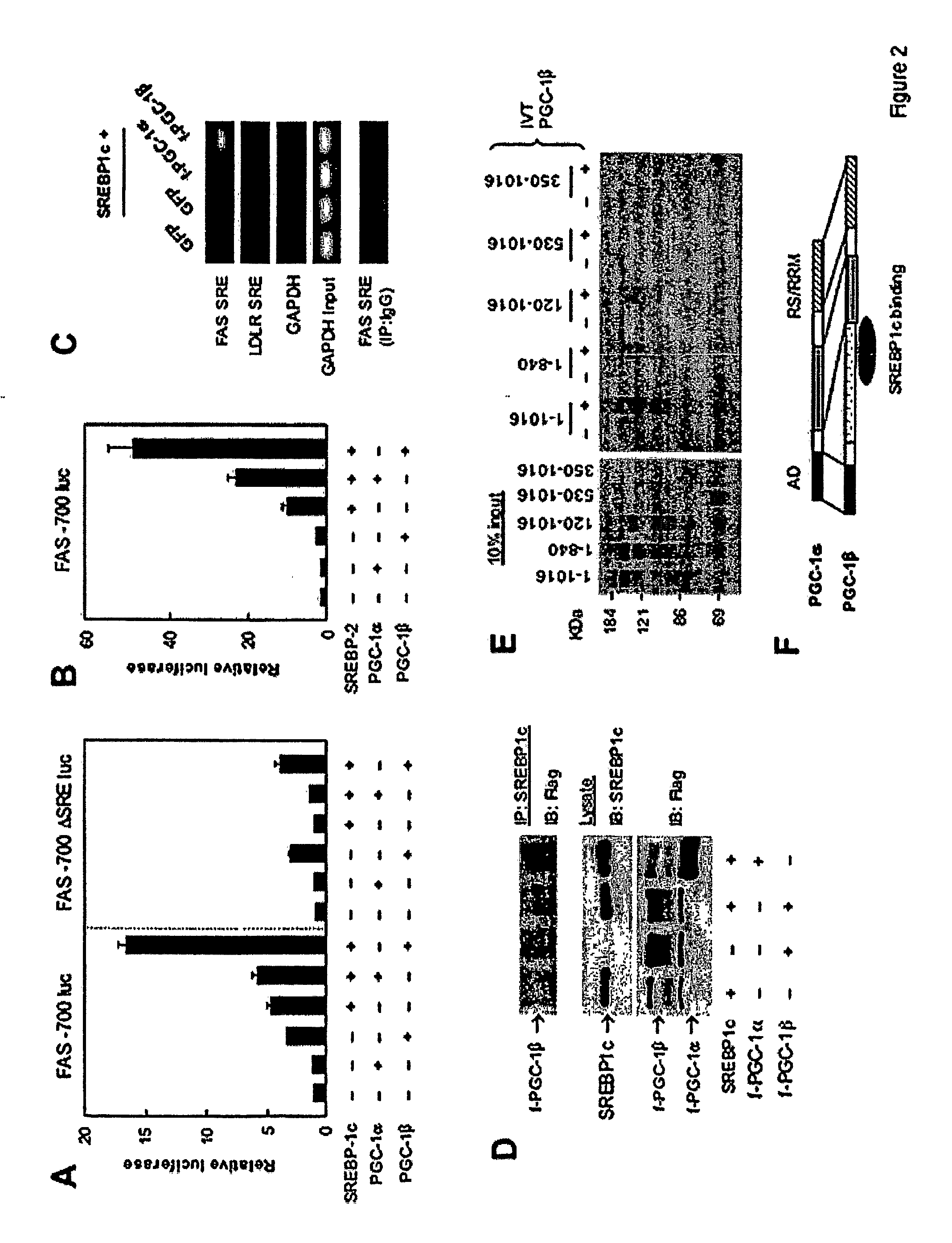 Compositions and Methods For Modulating Pgc-1Beta to Treat Lipid-Related Diseases and Disorders