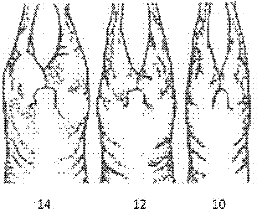 Nondestructive grading method for lamb carcass output