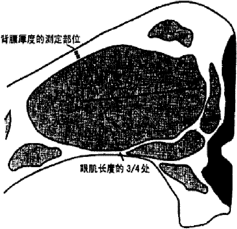 Nondestructive grading method for lamb carcass output