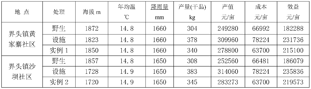 Imitative wild cultivation method for multi-bud paris polyphylla under walnut forest