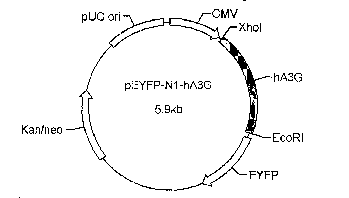 Screening method of anti-HIV drug