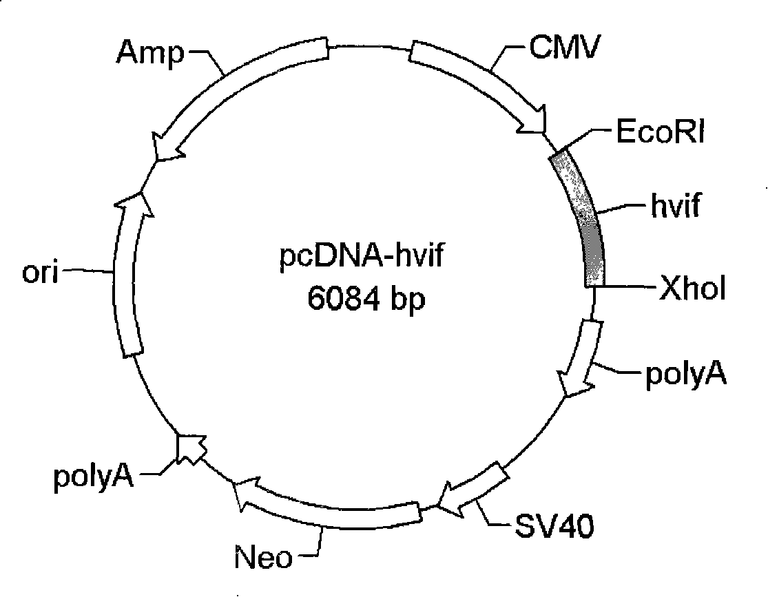 Screening method of anti-HIV drug