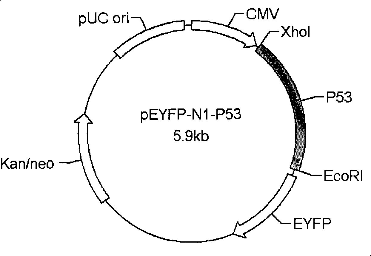 Screening method of anti-HIV drug