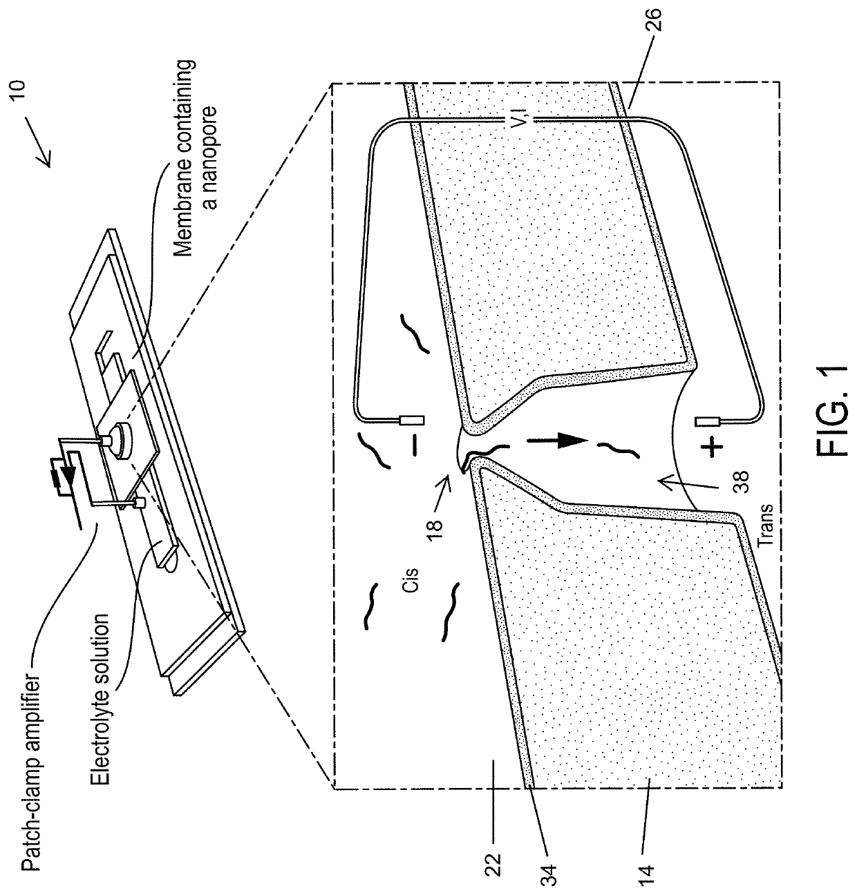 Systems and methods for separating, detecting, and quantifying a target polynucleotide