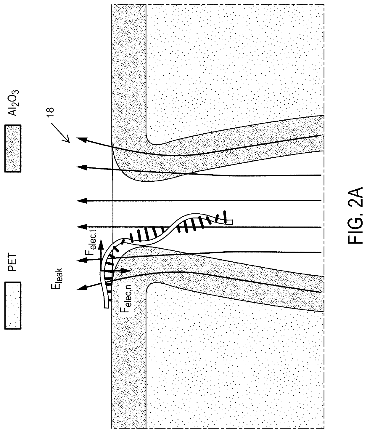 Systems and methods for separating, detecting, and quantifying a target polynucleotide